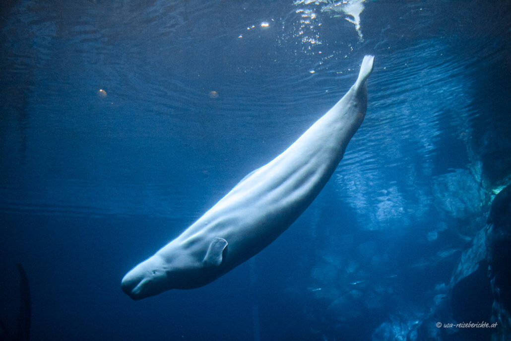 Beluga Wal im Georgia Aquarium