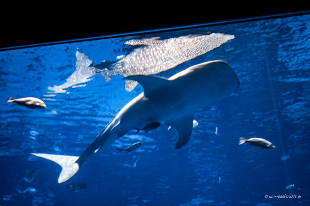 Walhai im Georgia Aquarium